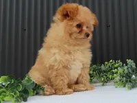Rusty 🐾, a male Pomeranian for sale in Fresno, OH – 5 of 10