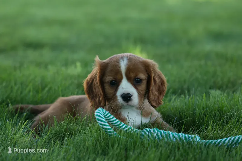 Frankie 🐶 – Cavalier King Charles Spaniel puppy for sale in Fresno, OH