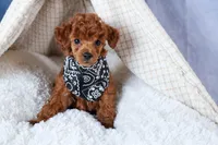 Tino, a male Poodle - Toy  for sale in Fresno, OH – Photo 10 of 10