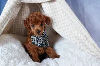 Tino, a male Poodle - Toy  for sale in Fresno, OH – Photo 7 of 10