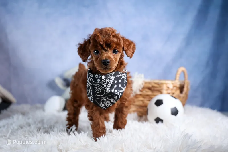 Tino – Poodle - Toy  puppy for sale in Fresno, OH