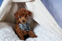 Tino, a male Poodle - Toy  for sale in Fresno, OH – Photo 6 of 10