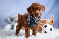 Tino, a male Poodle - Toy  for sale in Fresno, OH – Photo 3 of 10