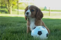 Frankie 🐶, a male Cavalier King Charles Spaniel for sale in Fresno, OH – 6 of 9