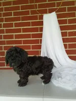 🐾 Meet Tulip – Beautiful F1B Yorkiepoo Puppy! 🐾, a female Yorkipoo for sale in Fresno, OH – 2 of 5