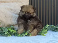 Polly 🐾🌸, a female Pomeranian for sale in Fresno, OH – 7 of 10