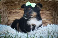 Lando ✨, a female Miniature Aussiedoodle for sale in Fresno, OH – 8 of 8