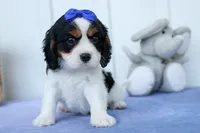 Walker 🩵, a male Cavalier King Charles Spaniel for sale in Fresno, OH – 3 of 10