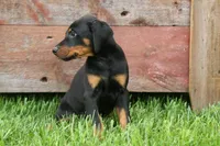 Domino (Black Rust)🖤🐾, a male Doberman Pinscher for sale in Fresno, OH – 9 of 10