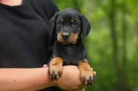 Domino (Black Rust)🖤🐾, a male Doberman Pinscher for sale in Fresno, OH – 2 of 10