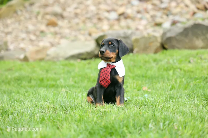 Domino (Black Rust)🖤🐾 – Doberman Pinscher puppy for sale in Fresno, OH