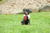Domino (Black Rust)🖤🐾, a male Doberman Pinscher for sale in Fresno, OH – 1 of 10