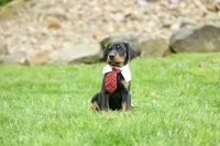 Domino (Black Rust)🖤🐾, a male Doberman Pinscher for sale in Fresno, OH – 4 of 10