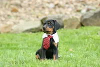 Domino (Black Rust)🖤🐾, a male Doberman Pinscher for sale in Fresno, OH – 7 of 10