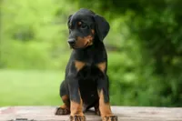 Domino (Black Rust)🖤🐾, a male Doberman Pinscher for sale in Fresno, OH – 5 of 10