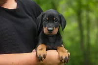 Domino (Black Rust)🖤🐾, a male Doberman Pinscher for sale in Fresno, OH – 10 of 10