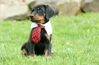 Domino (Black Rust)🖤🐾, a male Doberman Pinscher for sale in Fresno, OH – 8 of 10