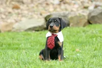 Domino (Black Rust)🖤🐾, a male Doberman Pinscher for sale in Fresno, OH – 6 of 10