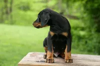 Domino (Black Rust)🖤🐾, a male Doberman Pinscher for sale in Fresno, OH – 3 of 10
