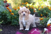 Lily, a female Havapoo for sale in Fresno, OH – 2 of 6