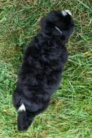 Dylan 🐾, a male Bernedoodle for sale in Fresno, OH – 10 of 10