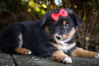 Laney 💗, a female Miniature Aussiedoodle for sale in Fresno, OH – 3 of 8