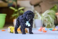 Blake, a male Poodle - Miniature  for sale in Fresno, OH – 6 of 9