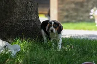 💕Millie Mae 🐶, a female Beagle for sale in Fresno, OH – 7 of 10
