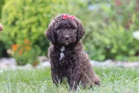 Cherri, a female Newfypoo for sale in Fresno, OH – 5 of 7