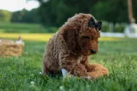 Thor🐾💙, a male Poodle - Miniature  for sale in Fresno, OH – 10 of 10