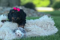 Honey 🐾❤️, a female Miniature Dachshund for sale in Fresno, OH – 5 of 9