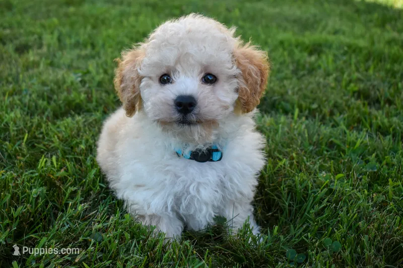 Franklin 🐶 – Maltipoo puppy for sale in Fresno, OH