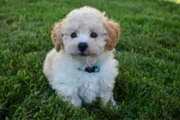 Franklin 🐶, a male Maltipoo for sale in Fresno, OH – 2 of 10