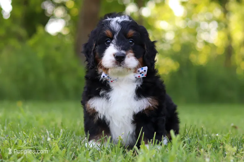 Baxter – Miniature Bernedoodle puppy for sale in Fresno, OH