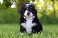 Baxter, a male Miniature Bernedoodle for sale in Fresno, OH – 1 of 5