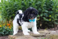 Joey, a male Havapoo for sale in Fresno, OH – 1 of 8