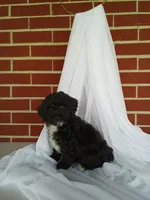🐾 Meet Lily – Beautiful F1B Yorkiepoo Puppy! 🐾, a female Yorkipoo for sale in Fresno, OH – 3 of 5