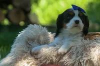 Dotson 🐾, a male Cavalier King Charles Spaniel for sale in Fresno, OH – 5 of 10