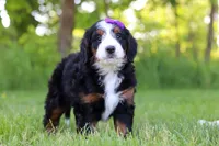 Ophelia, a female Miniature Bernedoodle for sale in Fresno, OH – 3 of 6