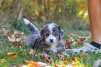 Bogey, a male Miniature Bernedoodle for sale in Fresno, OH – 4 of 9