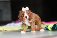 Dolly, a female Cavapoo for sale in Fresno, OH – 9 of 10
