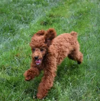 Denver 💕🐶, a male Poodle - Miniature  for sale in Fresno, OH – 3 of 10