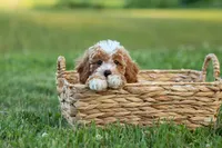 Ginger 🌸, a female Poodle - Miniature  for sale in Fresno, OH – 4 of 10