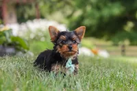 Benji, a male Yorkshire Terrier for sale in Fresno, OH – 7 of 9