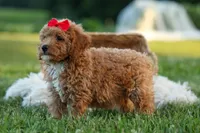 Tyson 💙✨, a male Poodle - Miniature  for sale in Fresno, OH – 9 of 10