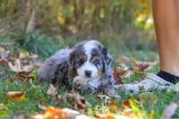 Bogey, a male Miniature Bernedoodle for sale in Fresno, OH – 3 of 9