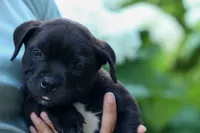 Maverick🩵, a male Staffordshire Bull Terrier for sale in Fresno, OH – 7 of 10