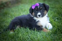  Larson 🐶, a female Miniature Aussiedoodle for sale in Fresno, OH – 7 of 9