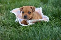 Marley 🌸🐾, a female Staffordshire Bull Terrier for sale in Fresno, OH – 10 of 10