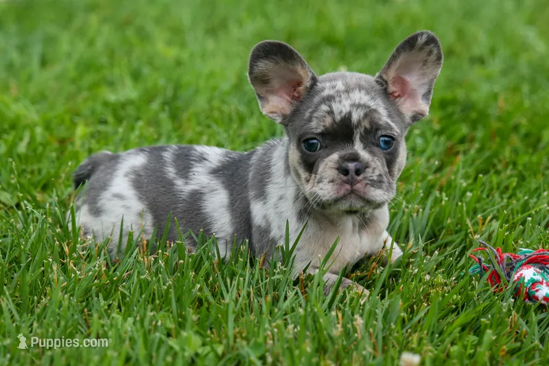 Knox 💙 – French Bulldog puppy for sale in Fresno, OH